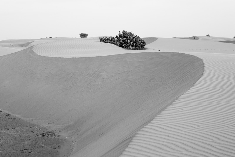 The landscape of Thar Desert in Jaisalmer district, Rajasthan